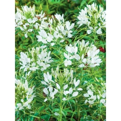 Cleome spinosa 'White Queen' - sementes