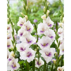 Gladiolus - Gladiolus 'Aviol' - stor pakke - 50 stk
