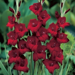 Gladiolus - Gladiolus 'Back Star' - stor pakke - 50 stk
