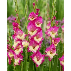 Gladiolus - Gladiolus 'Extravert' - stor pakke - 50 stk