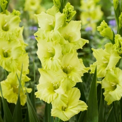 Gladiolus - Gladiolus 'Kio' - kæmpepakke - 250 stk