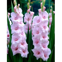 Gladiolus - Gladiolus 'Orleans' - stor pakke - 50 stk