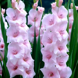 Miekkalilja - Gladiolus 'Orleans' - suuri pakkaus - 50 kpl
