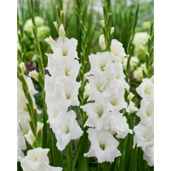 Gladiolus - Gladiolus 'Essential' - 5 stk