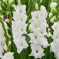Gladiolus - Gladiolus 'Essential' - 5 stk