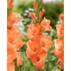 Gladiolus, Kardvirág 'Eclair' - Giga csomag! - 250 db.