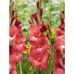 Gladiolus - Gladiolus 'Indian Summer' - kæmpepakke - 250 stk