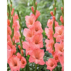 Gladiolus - Gladiolus 'Sugar Babe' - stor pakke - 50 stk