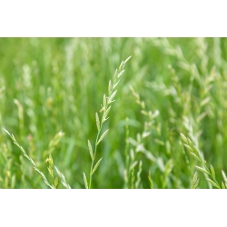 Ray-grass anglais 'Brawa 4N' - variété fourragère - graines 5kg (Lolium perenne)