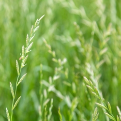 Ray-grass anglais 'Brawa 4N' - variété fourragère - graines 5kg (Lolium perenne)