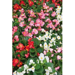 Bégonia semperflorens - grand, floraison continue - couleurs mélangées (Begonia ×semperflorens-cultorum)