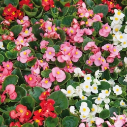 Bégonia semperflorens - grand, floraison continue - couleurs mélangées (Begonia ×semperflorens-cultorum)