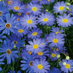 Brachyscome iberidifolia 'Blue Splendour' - sementes