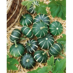 Ornamental Squash 'Flat Striped' - seeds (Cucurbita pepo)