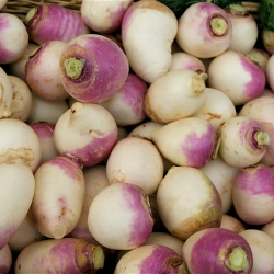 Fodder turnip 'Marco' - 100 g - seeds (Brassica rapa subsp.rapa)