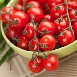Rosa Tomate ‘Raspberry Red Hood’ Samen – bis zu 600 Früchte aus dem Busc
