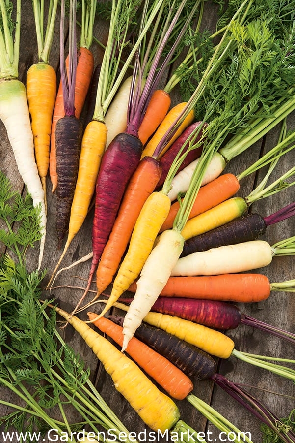 Где Купить Морковь В Спб