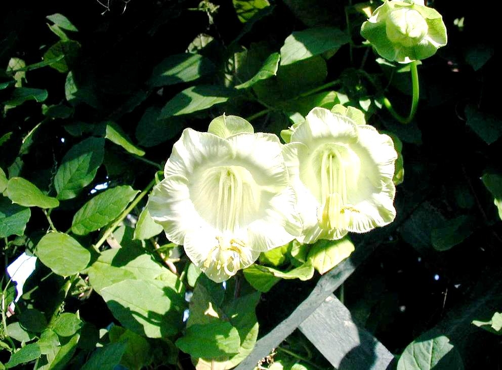 Cup and Saucer Vine seeds Cobaea scandens 6 seeds Garden Seeds