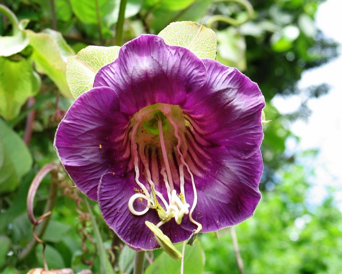 Purple Cup and Saucer Vine seeds Cobaea scandens 6 seeds Garden Seeds Market Free shipping
