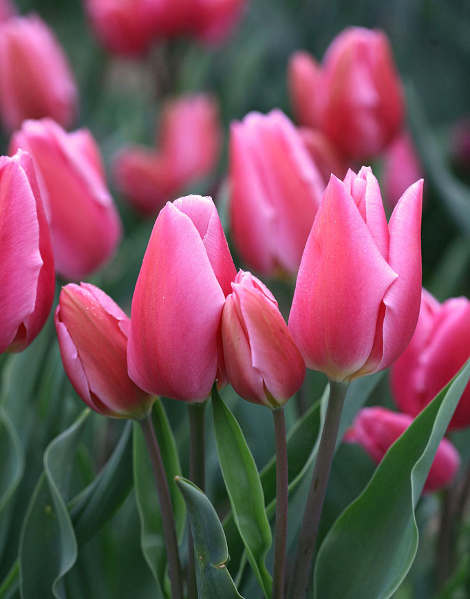 Multiflowered Tulip Flowers Bulbs for sale. 200 varieties of Multi