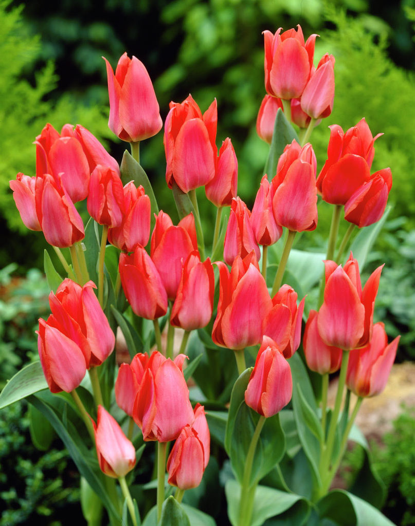Tulipa Toronto Tulip Toronto 5 bulbs Garden Seeds Market Free