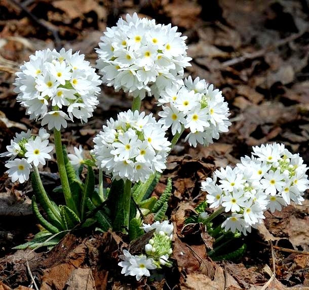 Primrose gemischte Samen Primula x pubescens 110 samen