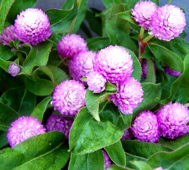 Globe Amaranth seeds Gomphrena globosa 60 seeds Garden Seeds