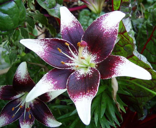 Lilium, Lilie Nettys Pride Garden Seeds Market Kostenloser Versand