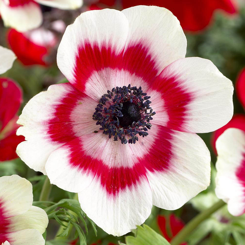 Anemone Bicolor 20 bulbs Garden Seeds Market Free shipping