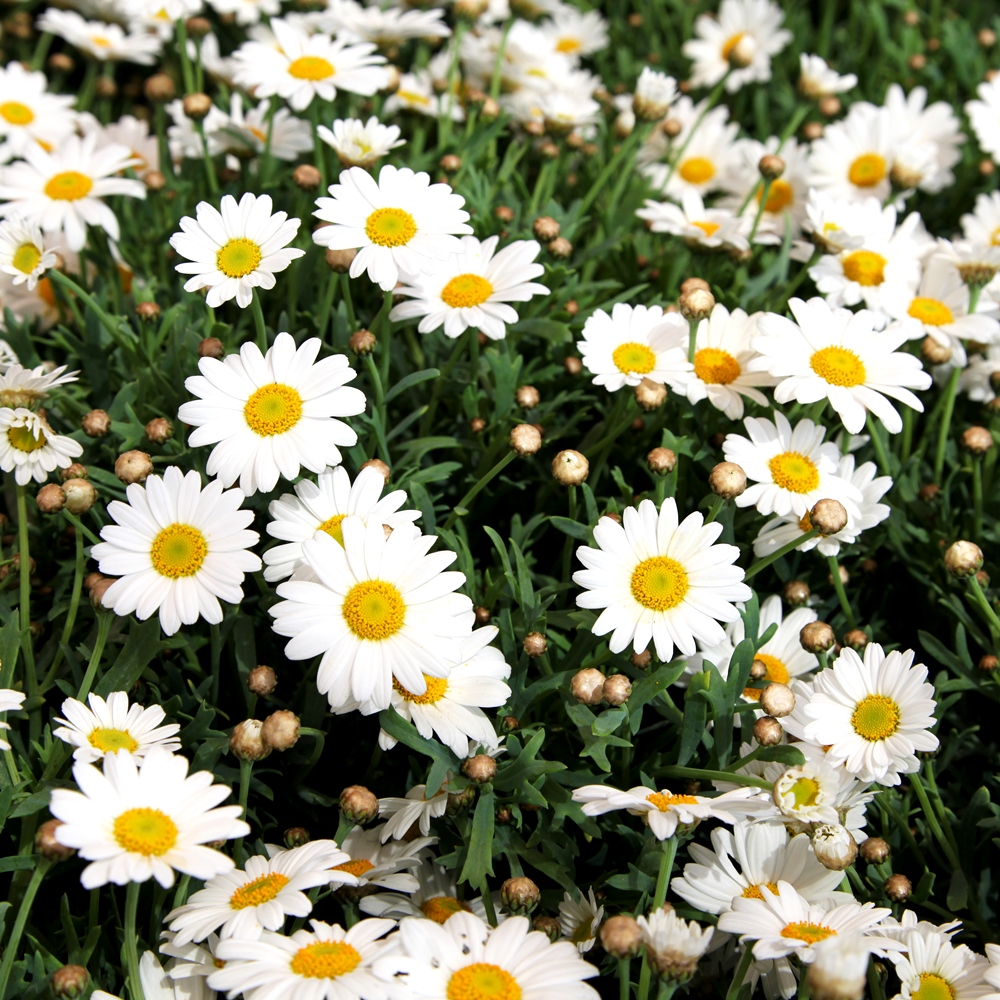 Oxeye Daisy seeds Chrysanthemum leucanthemum Garden Seeds Market