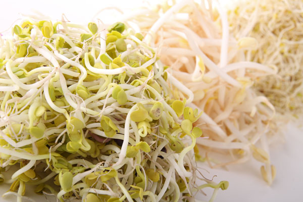 Soy Sprouts - 240 seeds - Garden Seeds Market | Free shipping
