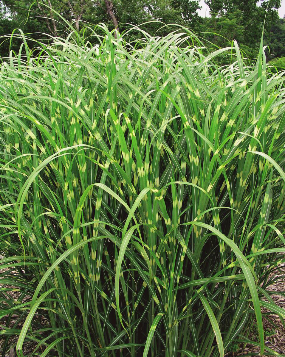Miscanthus Zebrinus, Zebra Grass Seedling Garden Seeds Market Free shipping