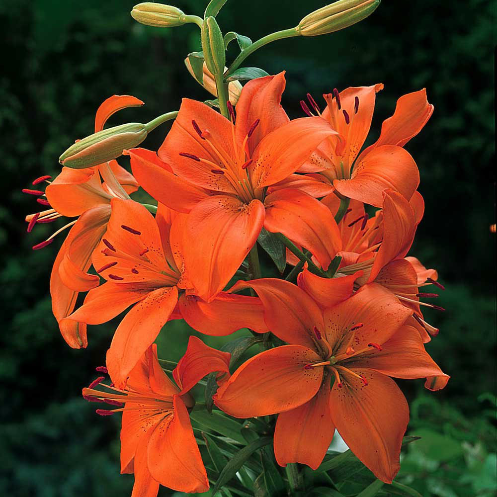 Lilium, Lily Asiatic Orange 1 bulb Garden Seeds Market Free shipping