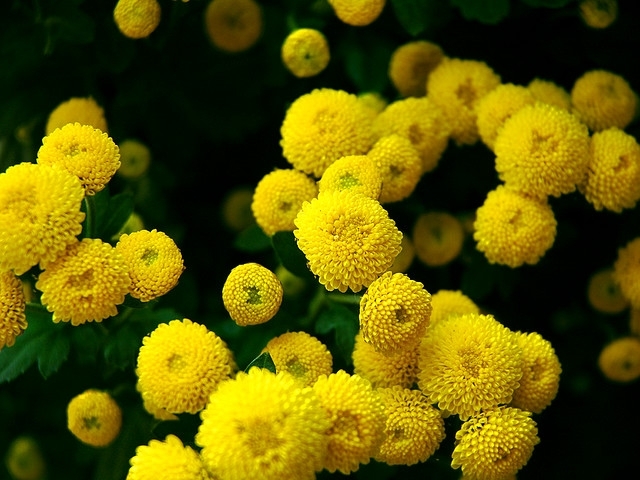 Feverfew Golden Ball seeds - Chrysanthemum parthenium fl.pl. Goldball