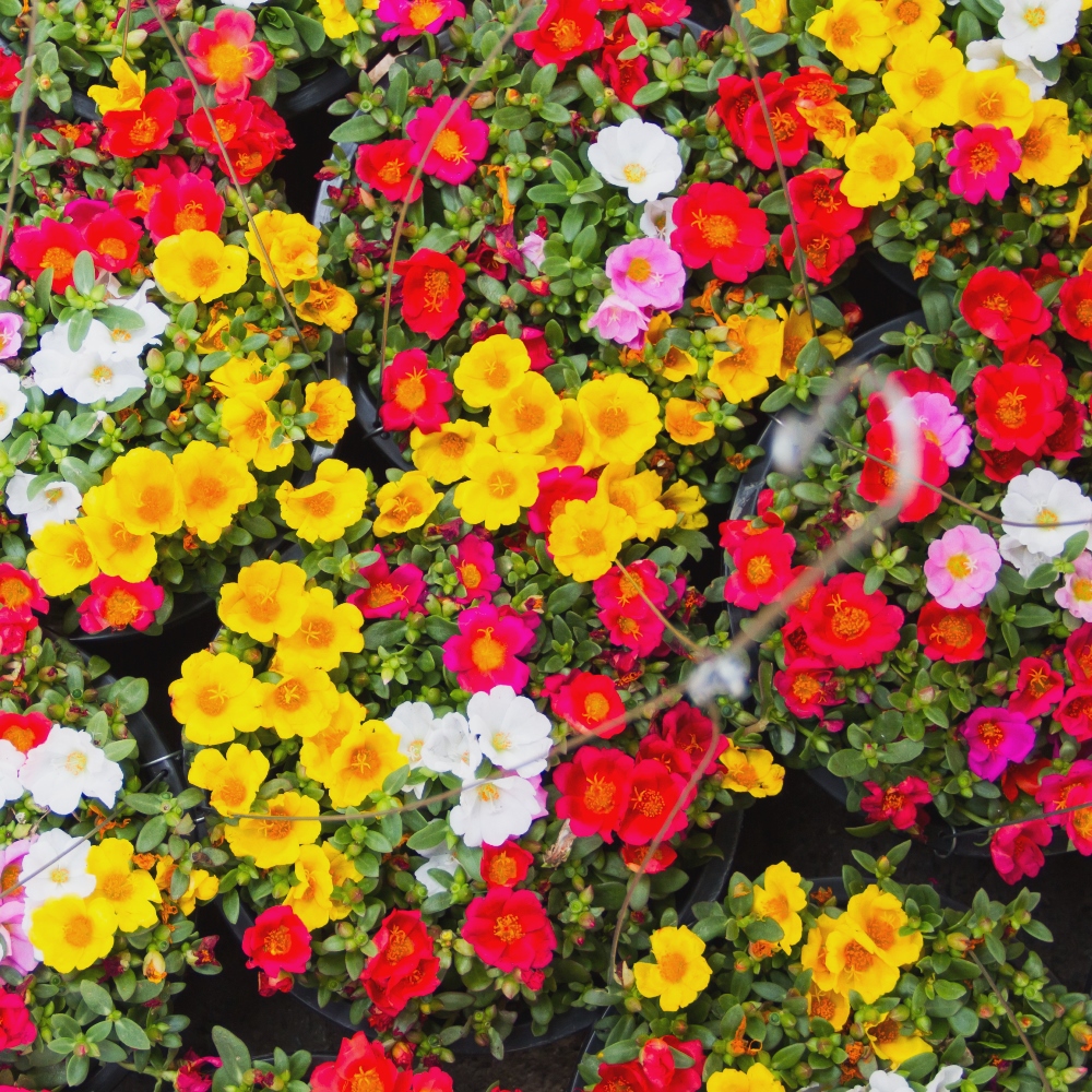 Moss Rose mixed seeds - Portulaca grandiflora - 4500 seeds ...