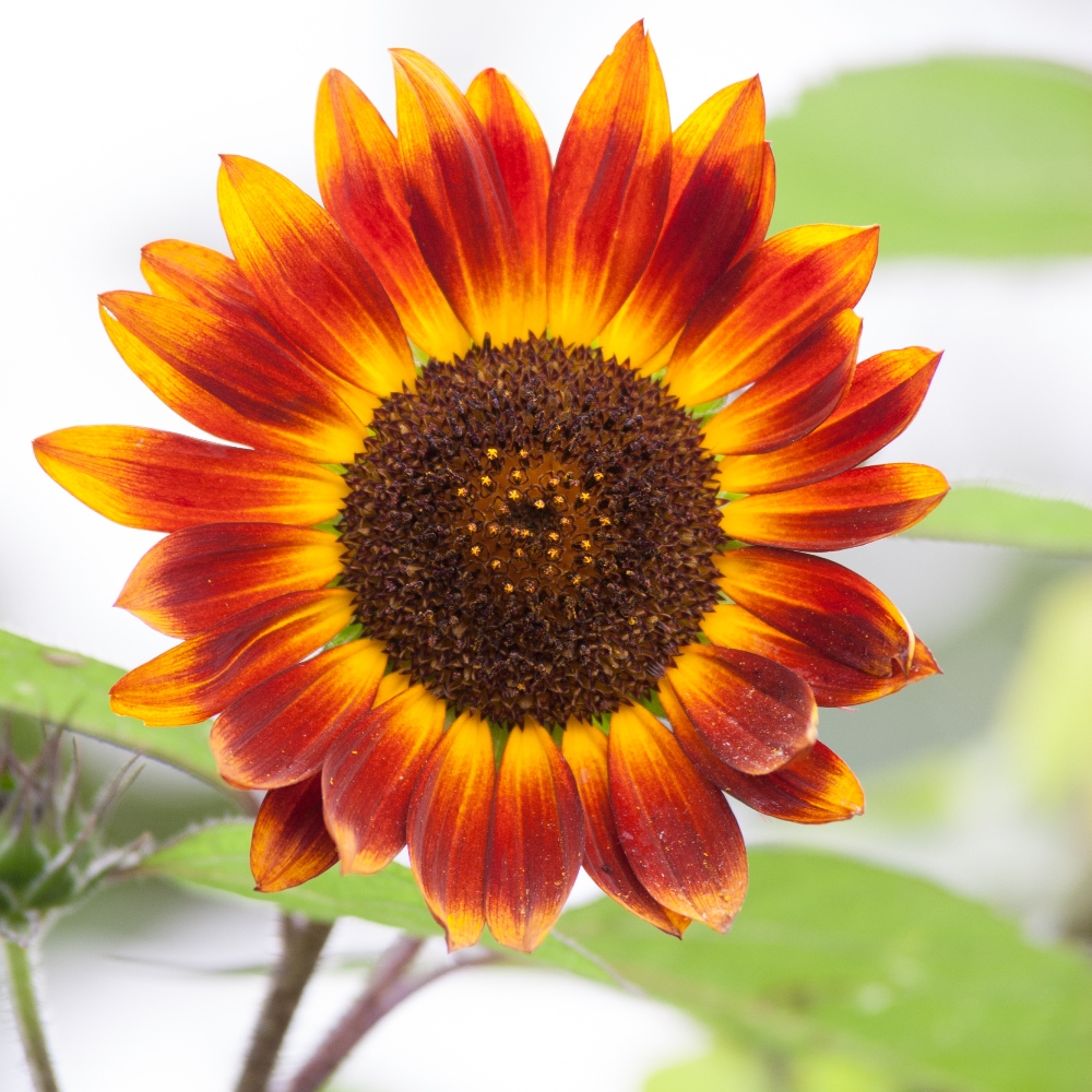 Dwarf Ornamental Sunflower mixed seeds Helianthus annuus Garden