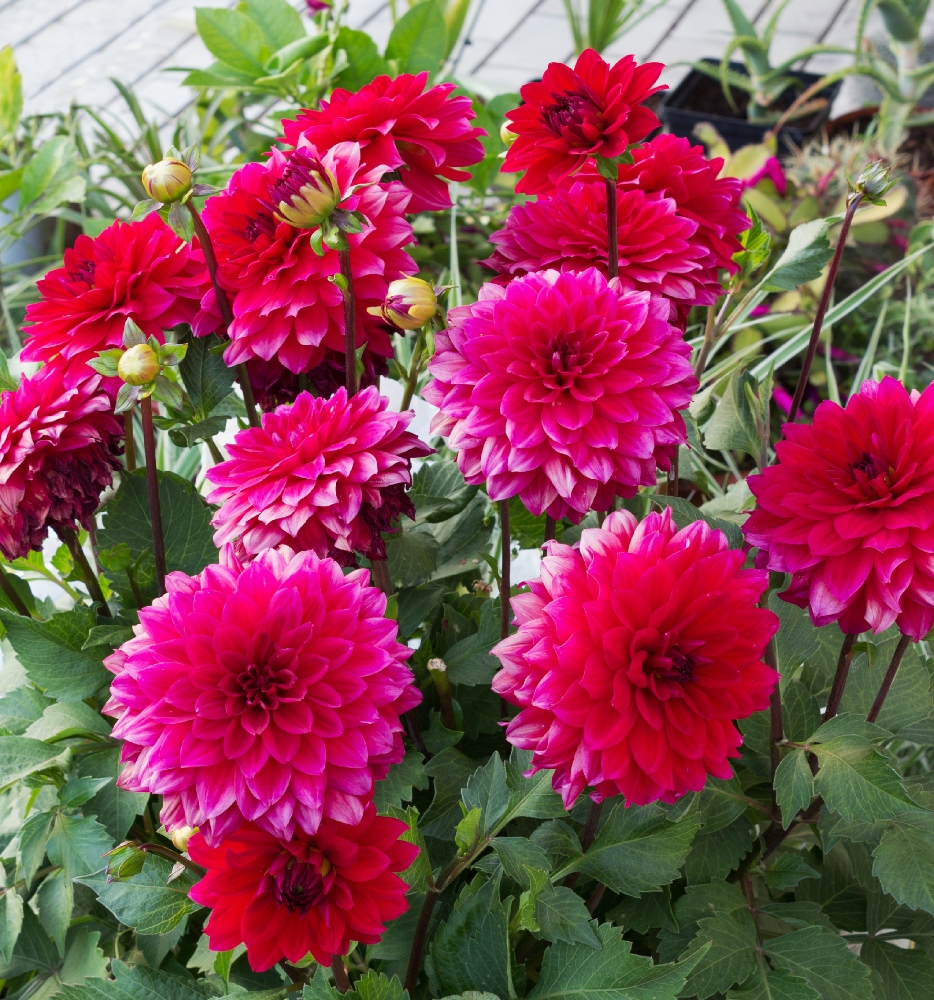 Dwarf Dahlia Double mixed seeds Dahlia pinnata fl.pl. 60 seeds