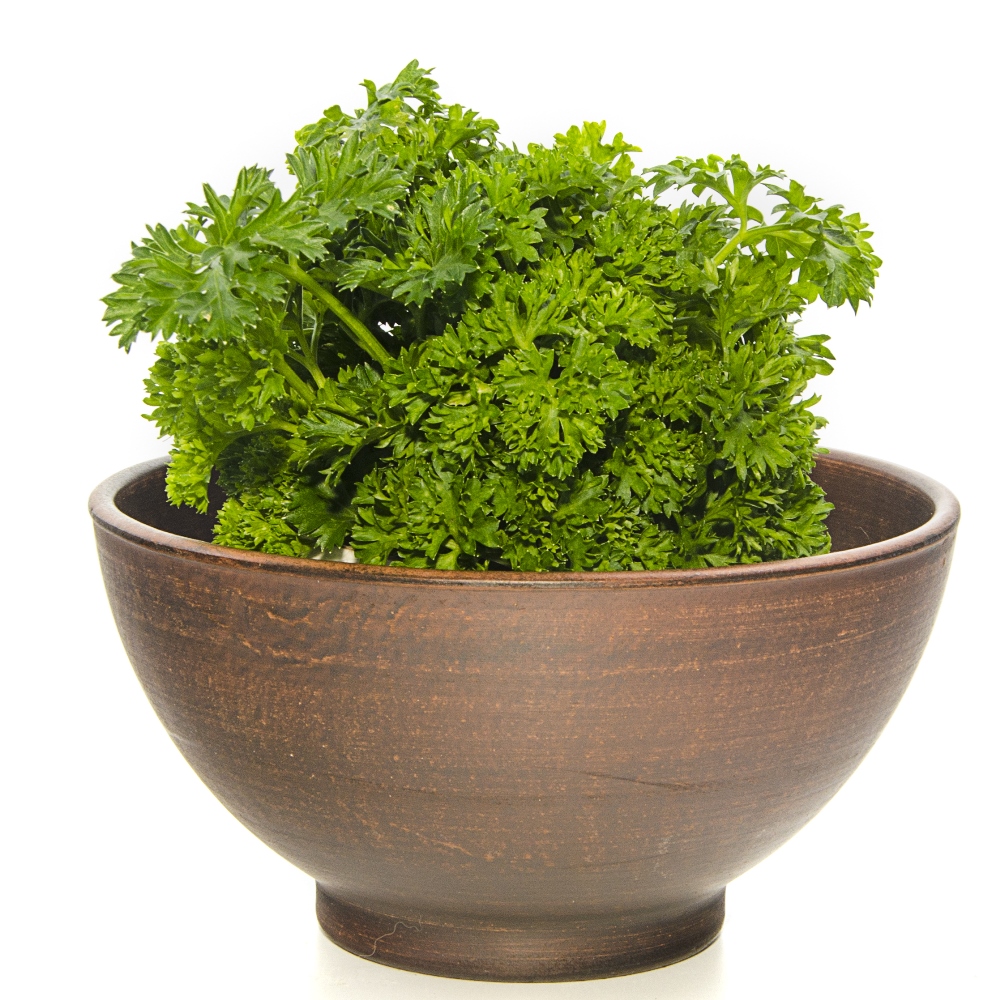 Parsley Astra seeds Petroselinum sativum var. foliosum 1200 seeds