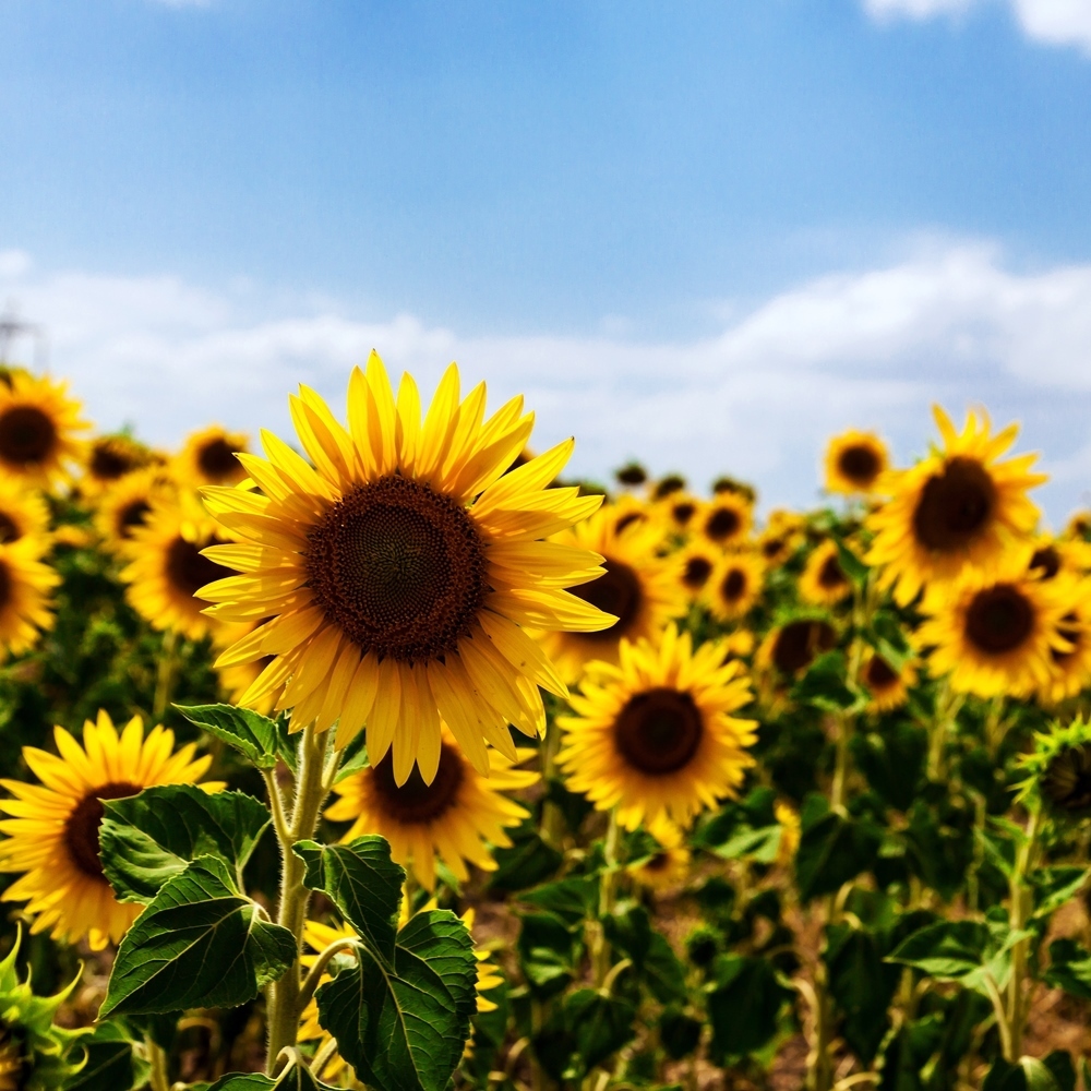 Edible Sunflower seeds Helianthus annuus 120 seeds Garden Seeds