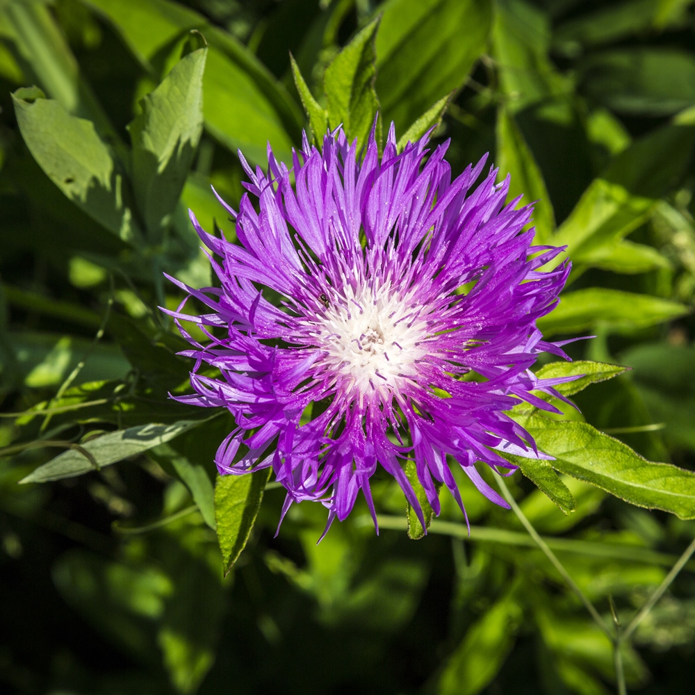 Persian Cornflower, Knapweed seeds Centaurea dealbata Garden Seeds