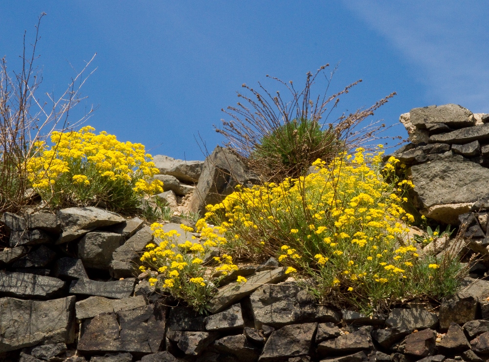Mountain Gold seeds - Alyssum montanum - 500 seeds - Garden Seeds Market | Free shipping