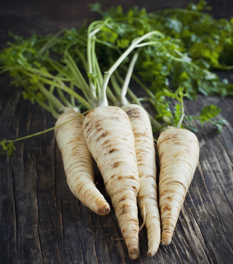 Root Parsley Halblange seeds Petroselinum crispum 4250 seeds