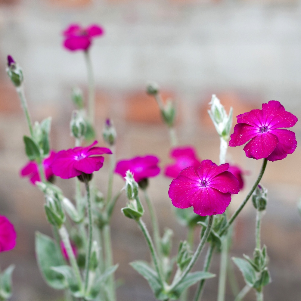 Rose Campion seeds Lychnis coronaria 360 seeds Garden Seeds