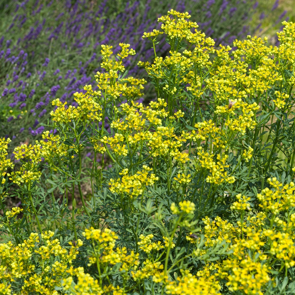 Rue, Common Rue seeds Ruta graveolens 150 seeds Garden Seeds
