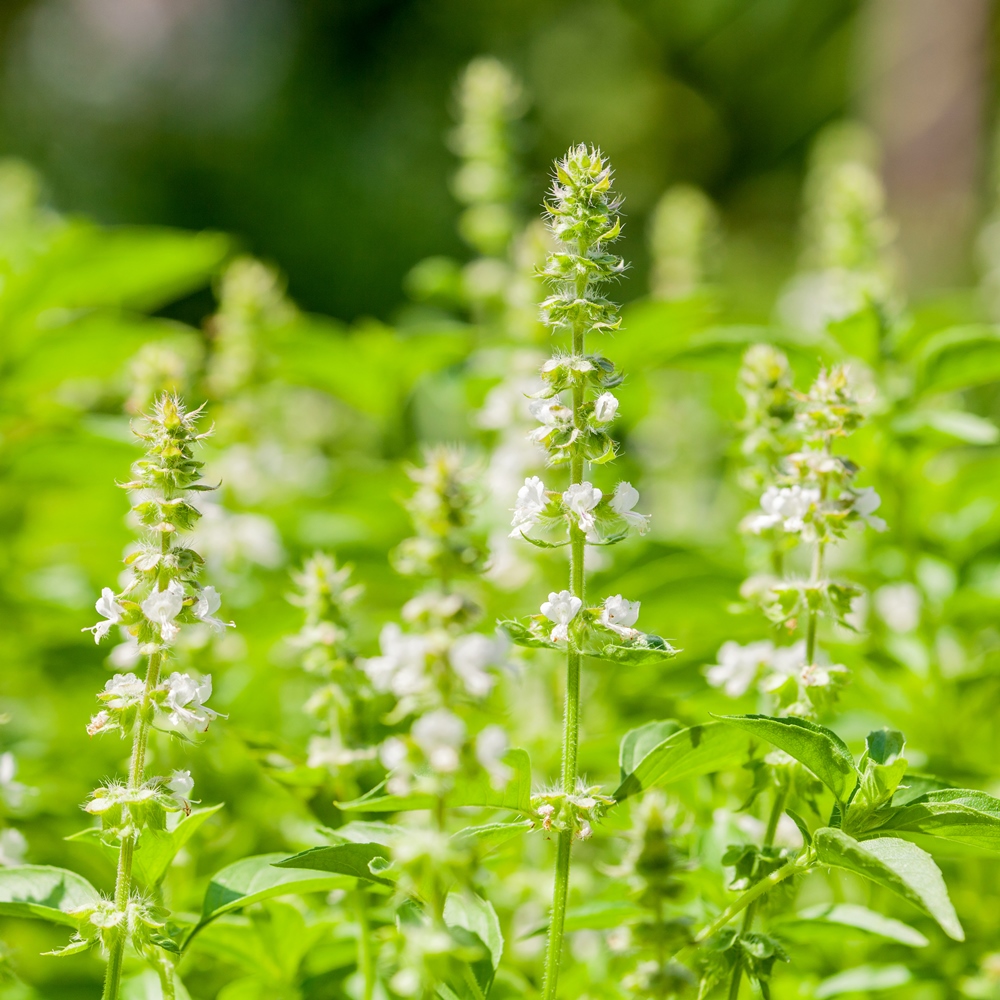 Basil Floral Spires White seeds Ocimum basilicum 30 seeds Garden
