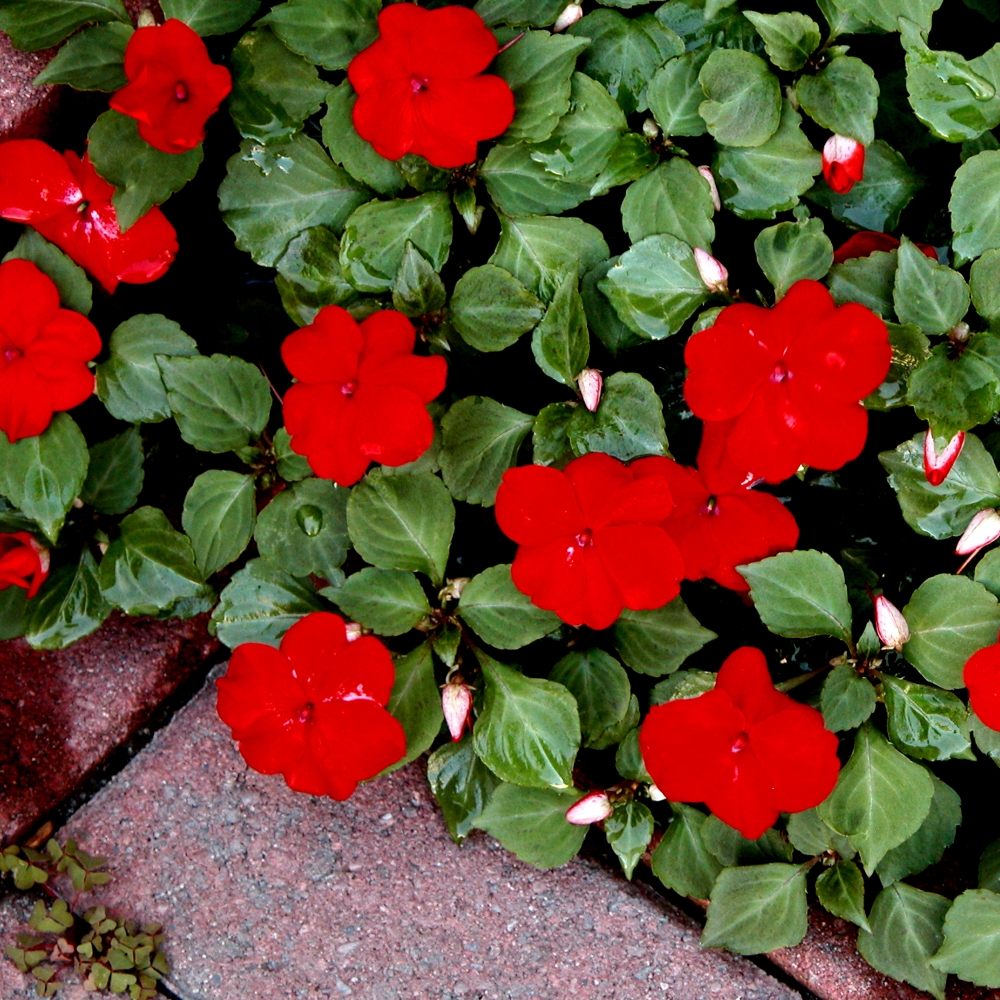 Red Impatiens Seeds Impatiens Walleriana 80 Seeds Garden Seeds
