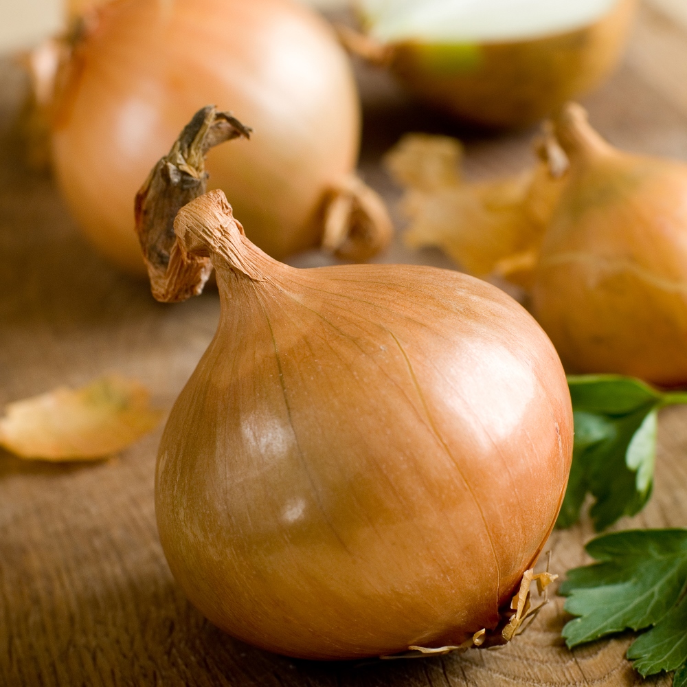 Onion Ailsa Craig seeds Allium cepa 500 seeds Garden Seeds Market