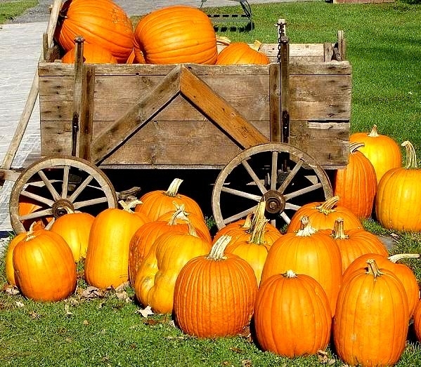 Jack O’ Lantern Pumpkin seeds Cucurbita pepo 16 seeds Garden