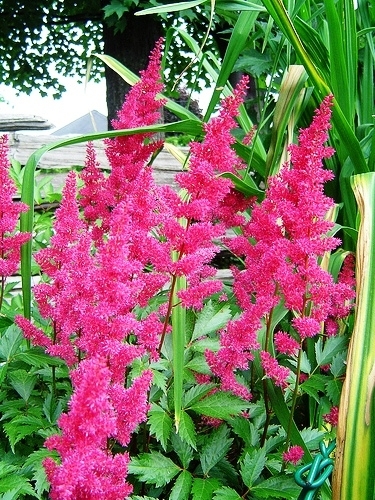 Astilbe Showstar Mix seeds - Astilbe x arendsii - 50 seeds – Garden ...