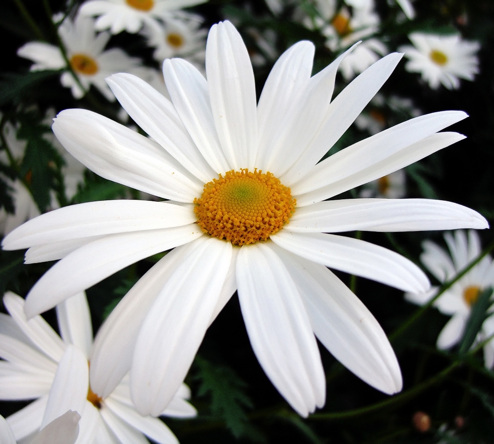 Oxeye Daisy seeds - Chrysanthemum leucanthemum – Garden Seeds Market ...
